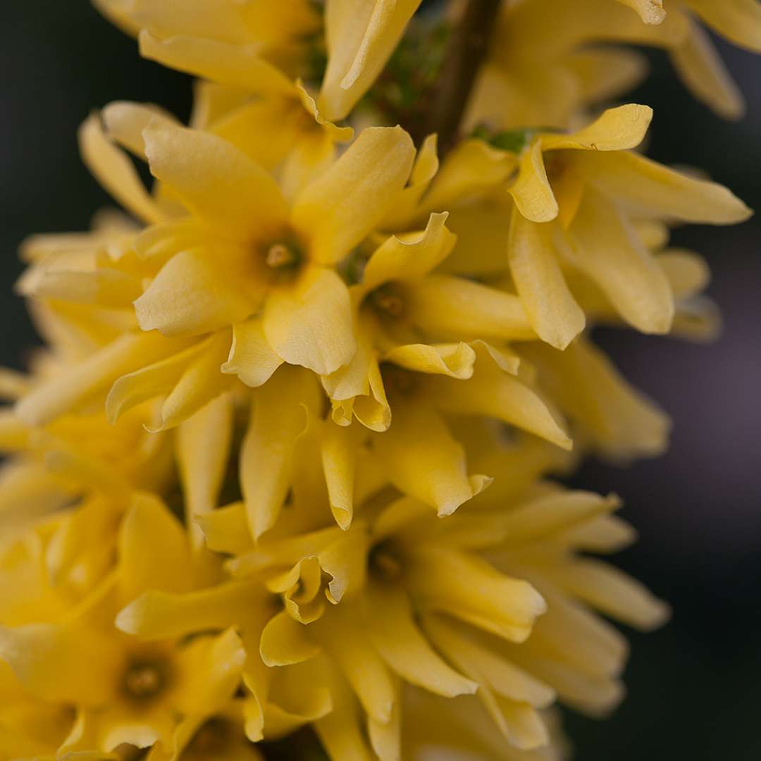 show-off-forsythia-spring-meadow-wholesale-liners-spring-meadow